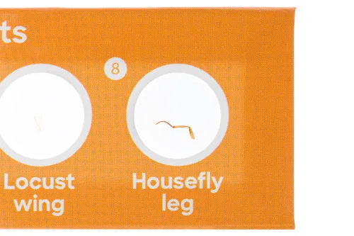 fotografia levenhuk Discovery Fauna Set con 12 vetrini preparati,  5