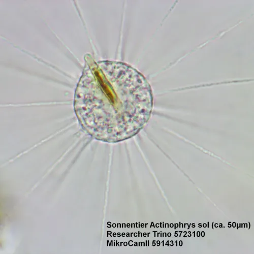 immagine microscopio Bresser Researcher Trino 40–1000x,  15