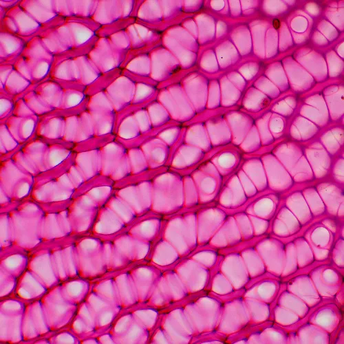 fotografia microscopio biologico MAGUS Bio 230BL,  20
