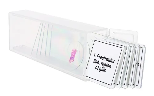 fotografia set di micropreparati Levenhuk Discovery Prof DPS 5. “Mondo anfibio”,  5