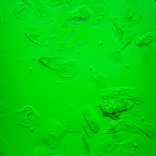 foto microscopio biologico invertito digitale MAGUS Bio VD360,  28