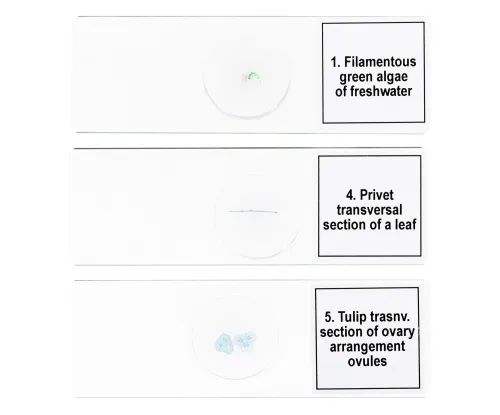 foto set di micropreparati Levenhuk Discovery Prof DPS 5. “Biologia”,  6