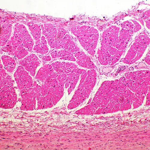 figura microscopio biologico MAGUS Bio 260T,  19