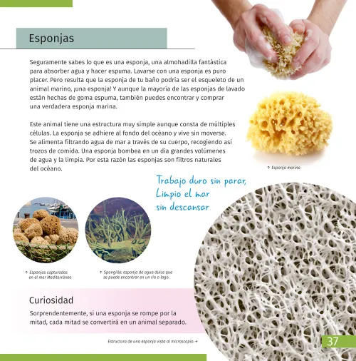 figura mondo invisibile. Libro educativo,  7