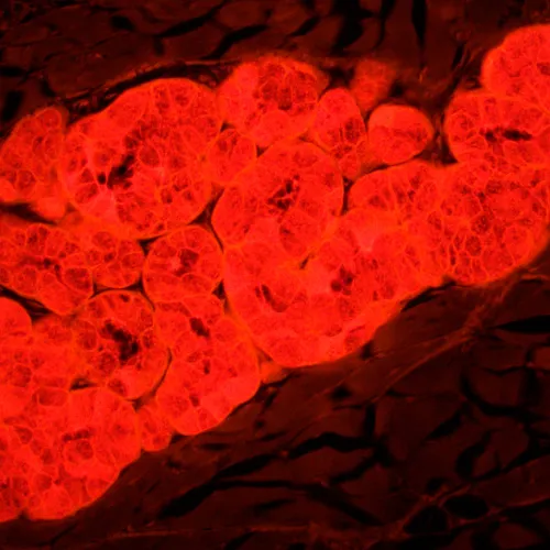 foto microscopio a fluorescenza MAGUS Lum 450L,  25