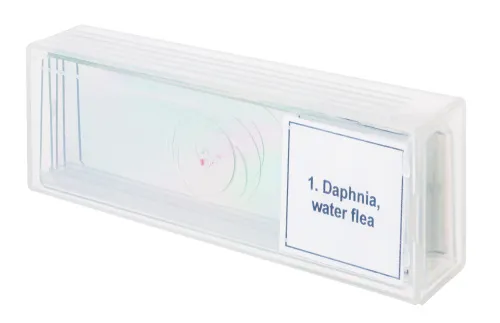 immagine set di micropreparati Levenhuk Discovery Prof DPS 5. “La vita in una goccia d’acqua”,  4