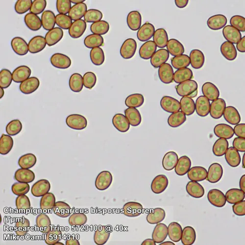 immagine microscopio Bresser Researcher Trino 40–1000x,  13