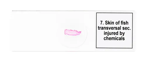 foto set di micropreparati Levenhuk Discovery Prof DPS 25. “Biologia, uccelli, ecc.”,  9