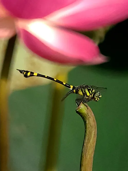 foto fototelescopio Levenhuk Kelvin MAK80 AZ,  18