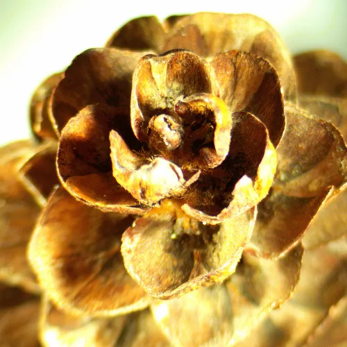 immagine microscopio stereoscopico MAGUS Stereo A18T,  2