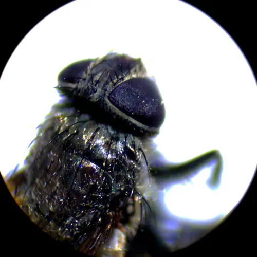 fotografia microscopio stereoscopico MAGUS Stereo A10,  18