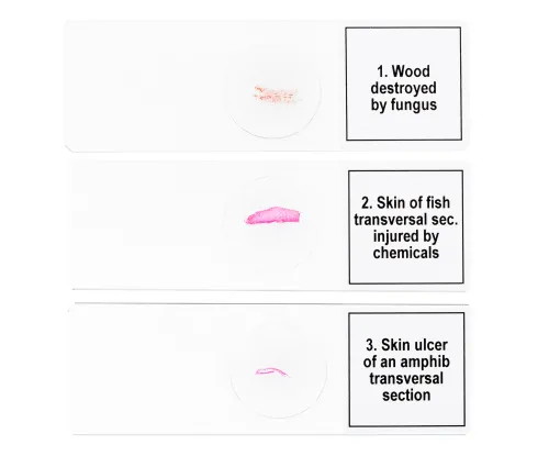 foto set di micropreparati Levenhuk Discovery Prof DPS 5. “Mutazioni”,  6