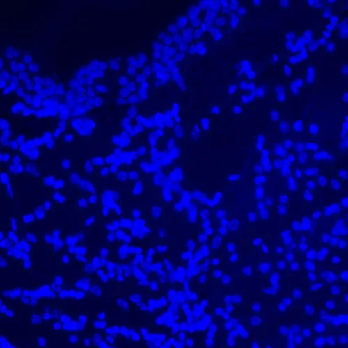 immagine microscopio a fluorescenza digitale MAGUS Lum D470L,  27