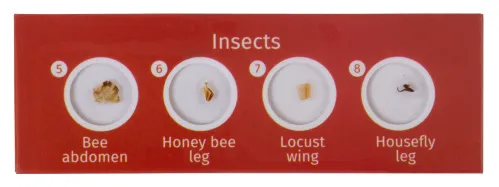 immagine levenhuk LabZZ C12 Set di vetrini preparati Animali,  3