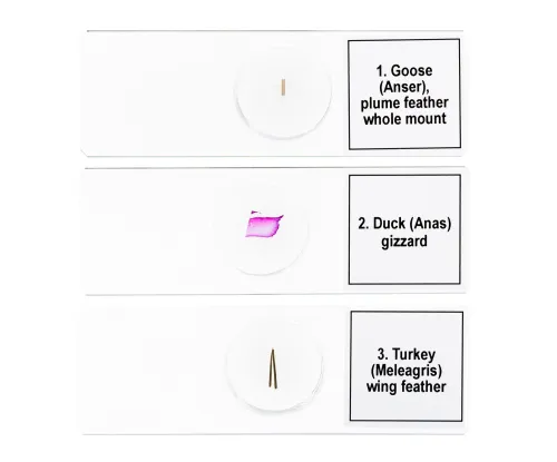 figura set di micropreparati Levenhuk Discovery Prof DPS 5. “Uccelli”,  6