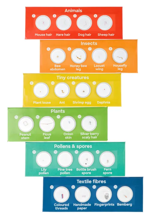 fotografia levenhuk Discovery Flora & Fauna Set con 24 vetrini preparati,  3