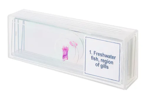 fotografia set di micropreparati Levenhuk Discovery Prof DPS 5. “Mondo anfibio”,  4