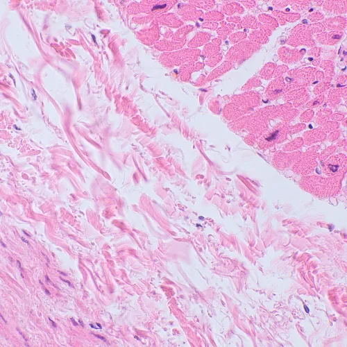 fotografia microscopio biologico MAGUS Bio 250BL,  20