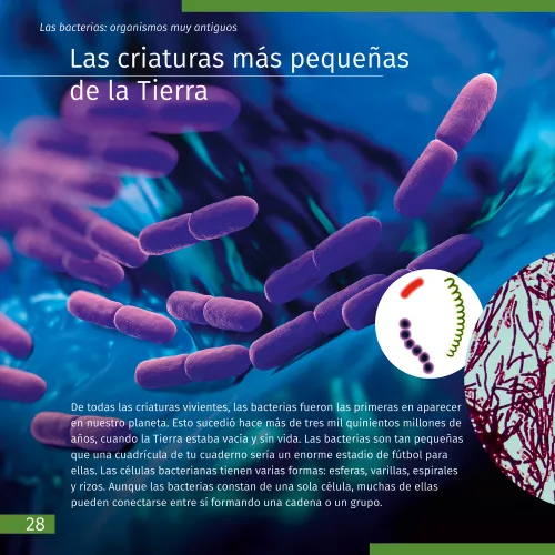 figura mondo invisibile. Libro educativo,  4