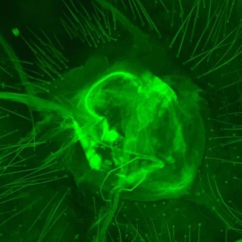 immagine microscopio a fluorescenza digitale MAGUS Lum D470L,  30