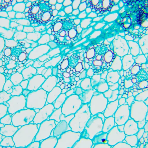 figura microscopio biologico digitale MAGUS Bio D240T LCD,  30