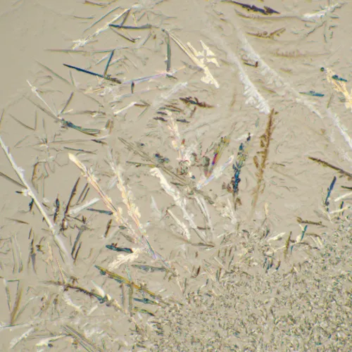 fotografia microscopio biologico MAGUS Bio 230T,  22