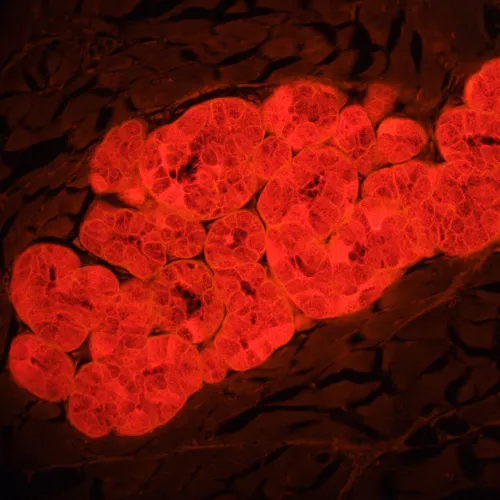 immagine microscopio a fluorescenza MAGUS Lum 460L,  22
