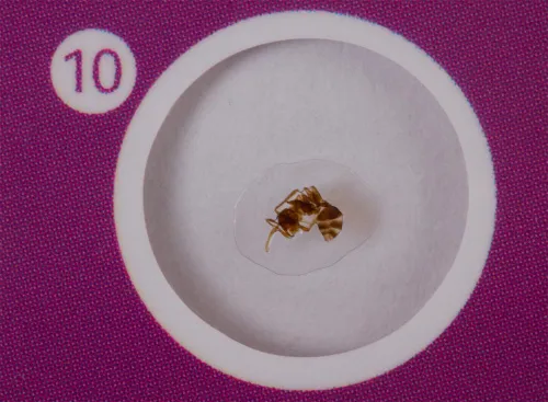 immagine levenhuk LabZZ C12 Set di vetrini preparati Animali,  6