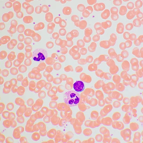 immagine microscopio biologico MAGUS Bio 270T,  25