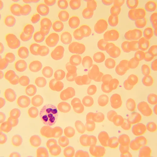 fotografia microscopio biologico MAGUS Bio 230T,  21