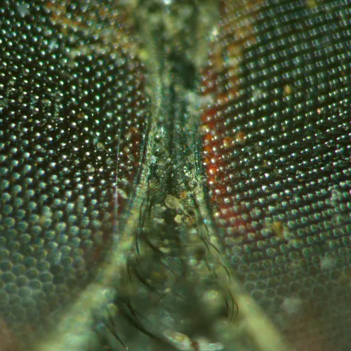 immagine microscopio stereoscopico MAGUS Stereo A18T,  5