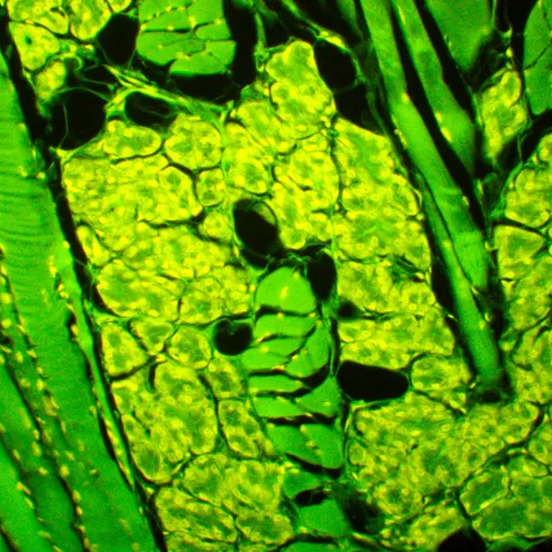 foto microscopio a fluorescenza MAGUS Lum 450L,  23