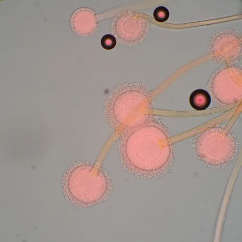 immagine microscopio biologico MAGUS Bio 270T,  22