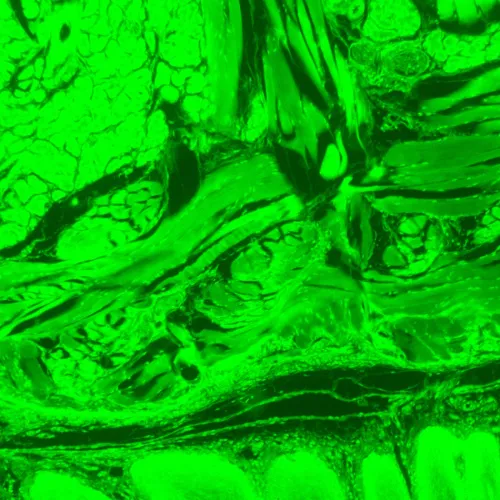 immagine microscopio a fluorescenza digitale MAGUS Lum D470L,  28