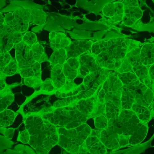 figura microscopio a fluorescenza invertito digitale MAGUS Lum VD500L LCD,  23