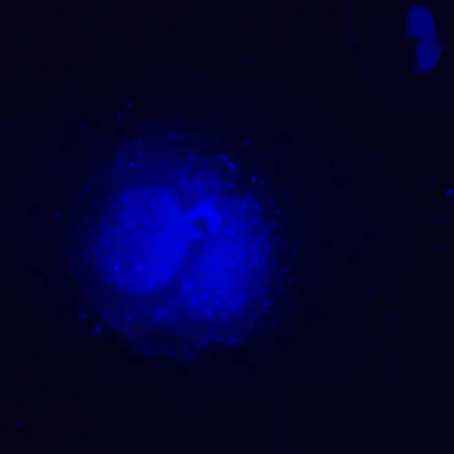 figura microscopio a fluorescenza invertito digitale MAGUS Lum VD500L LCD,  25