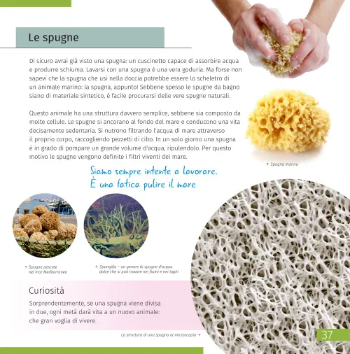 figura mondo invisibile. Libro educativo,  2