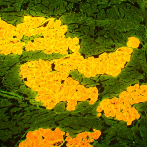 foto microscopio a fluorescenza MAGUS Lum 450L,  22