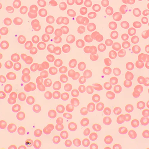 fotografia microscopio biologico MAGUS Bio 250BL,  12