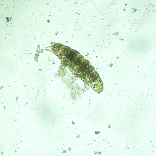 foto microscopio biologico invertito digitale MAGUS Bio VD300 LCD,  20