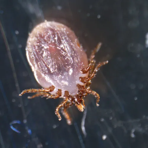 immagine microscopio stereoscopico MAGUS Stereo A18T,  4