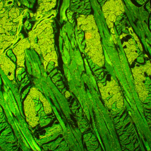 foto microscopio a fluorescenza MAGUS Lum 450L,  21