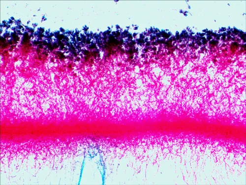 immagine set di vetrini preparati Levenhuk N38 NG,  15