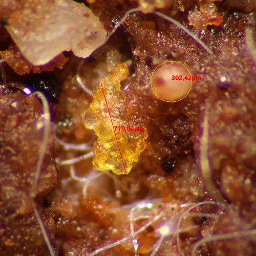 fotografia microscopio stereoscopico MAGUS Stereo A10,  15