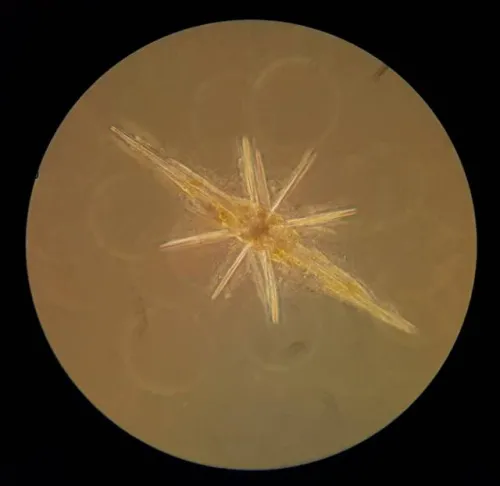 foto microscopio da campo Bresser Science XPD-101,  4