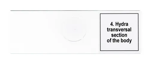 immagine set di micropreparati Levenhuk Discovery Prof DPS 5. “La vita in una goccia d’acqua”,  8