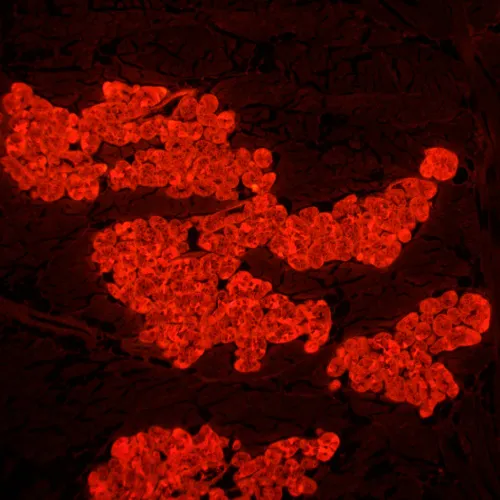 fotografia microscopio a fluorescenza digitale MAGUS Lum D450L,  29
