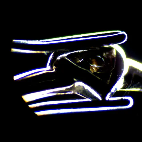 immagine microscopio stereoscopico MAGUS Stereo 7T,  18