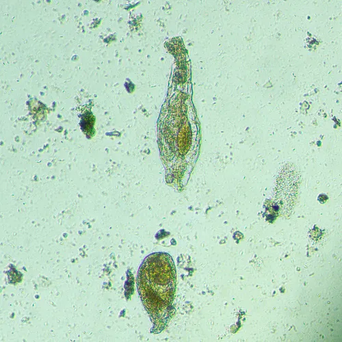foto microscopio biologico invertito digitale MAGUS Bio VD300 LCD,  21