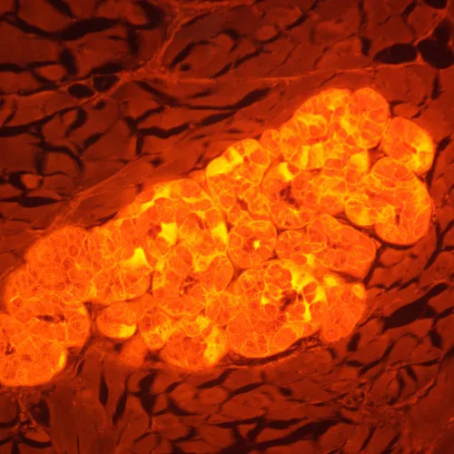 immagine microscopio a fluorescenza digitale MAGUS Lum D470L,  29